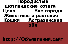 Породистые шотландские котята. › Цена ­ 5 000 - Все города Животные и растения » Кошки   . Астраханская обл.